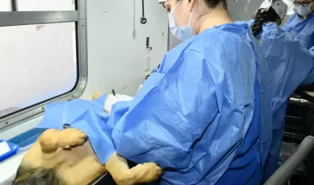 castraci�n gratuita para perros y gatos