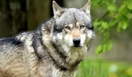 Lobo