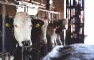 Sonora va por el nivel 1 en tuberculosis bovina tras 35 a�os de esfuerzos