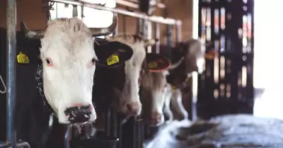 Vacas