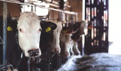 Vacas
