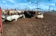 Exportaci�n de ganado a EU se reactiva este martes por Agua Prieta
