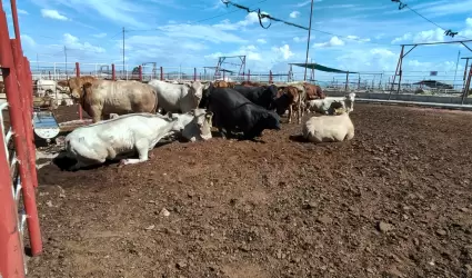 Estaci�n cuarentenaria de Agua Prieta