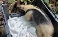 Cuatro especies amenazadas vuelven a la selva