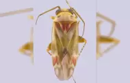 Taylor Swift llega al mundo de los insectos: crean g�nero en su honor