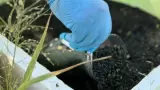 Inicia dispersi�n de moscas para combatir el gusano barrenador