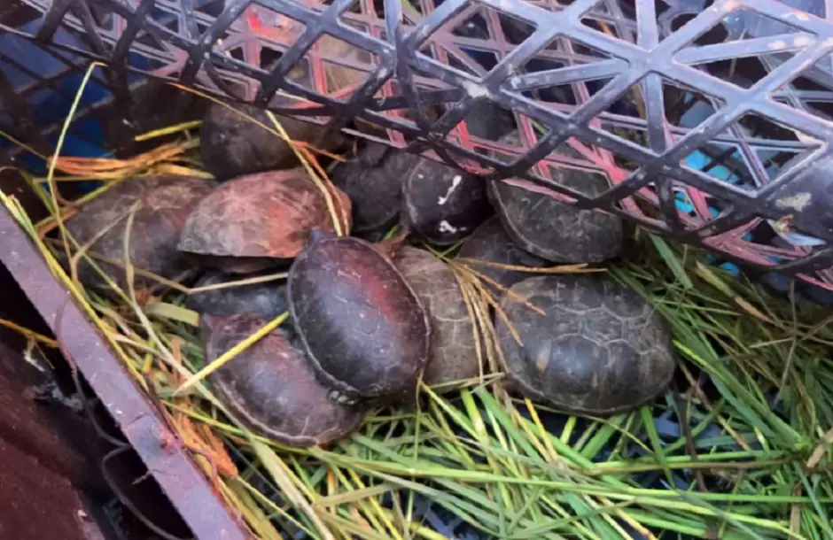 Tortugas