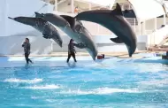 Delfinoterapias se mantendr�n durante oto�o e invierno
