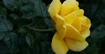 Flores amarillas