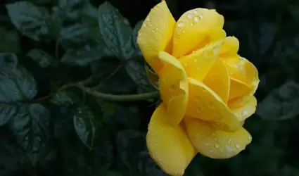 Flores amarillas