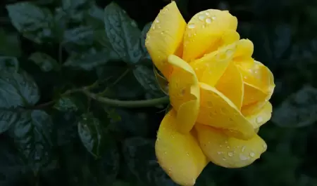 Flores amarillas