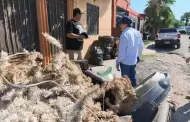 Gildardo Real lleva jornadas de descacharre a 12 colonias de Hermosillo