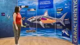 Tiburones