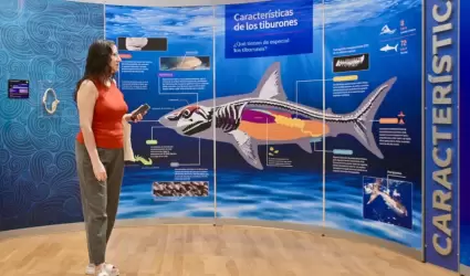 Tiburones