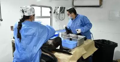 Esterilizaciones gratuitas