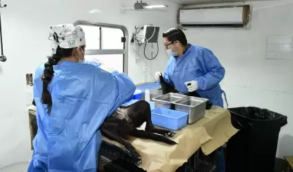 Esterilizaciones gratuitas