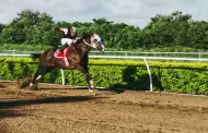 El gusto de los narcos por los caballos