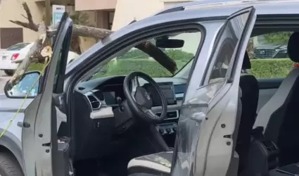Rama de un �rbol cae sobre veh�culo