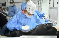 �Prepara a tu mascota! Jornada de castraci�n gratuita