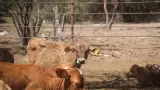 Ganado