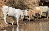 Agricultura atiende caso de becerro con aftas en Sonora
