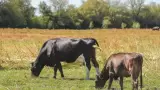 Ganado
