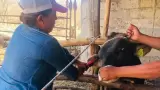Ganado