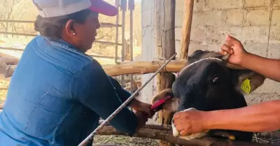 Ganado
