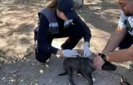 Sonora refuerza combate a la rickettsia