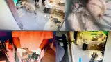 Perros rescatados en Cajeme