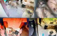 Rescatan a 22 perros durante cateo por presunto maltrato animal en Cajeme