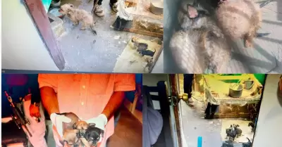 Perros rescatados en Cajeme