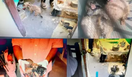 Perros rescatados en Cajeme