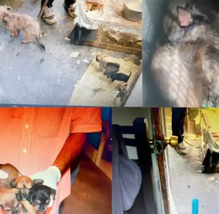 Perros rescatados en Cajeme