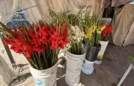 Flores naturales mantienen sus precios desde hace tres a�os en Hermosillo