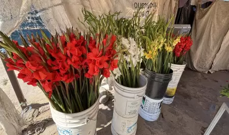 Venta de flores en panteones